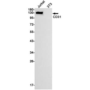CD31兔单抗,CD31 Rabbit Monoclonal Antibody
