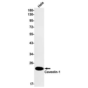 Caveolin 1兔单抗,Caveolin 1 Rabbit Monoclonal Antibody