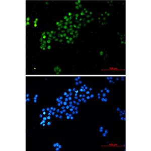 c-Myc兔单抗,c-Myc Rabbit Monoclonal Antibody