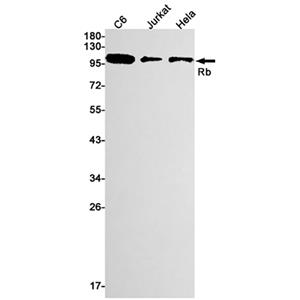 Rb兔单抗,Rb Rabbit Monoclonal Antibody