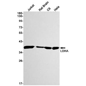Lactate Dehydrogenase A兔单抗,Lactate Dehydrogenase A Rabbit Monoclonal Antibody