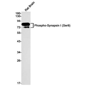 Phospho-Synapsin I (Ser9)兔单抗,Phospho-Synapsin I (Ser9) Rabbit Monoclonal Antibody