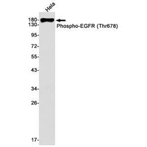 Phospho-EGFR (Thr678)兔单抗,Phospho-EGFR (Thr678) Rabbit Monoclonal Antibody