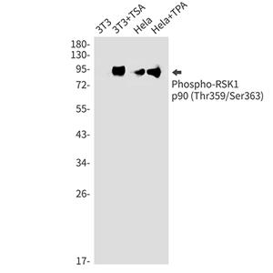 Phospho-RSK1 p90 (Thr359/Ser363)兔单抗,Phospho-RSK1 p90 (Thr359/Ser363) Rabbit Monoclonal Antibody