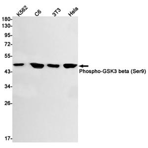 Phospho-GSK3 beta (Ser9)兔单抗,Phospho-GSK3 beta (Ser9) Rabbit Monoclonal Antibody