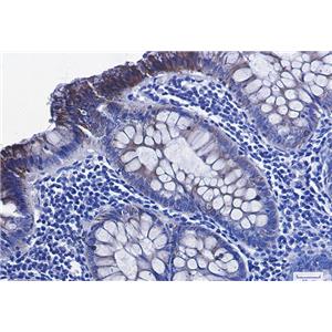 Phospho-GSK3 beta (Ser9)兔单抗,Phospho-GSK3 beta (Ser9) Rabbit Monoclonal Antibody