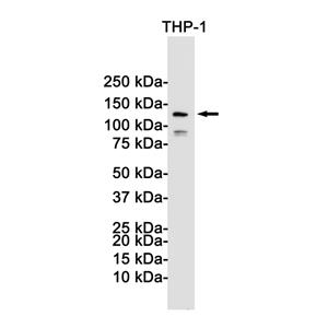 NLRP3兔单抗,NLRP3 Rabbit Monoclonal Antibody
