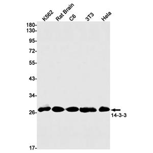 14-3-3兔单抗,14-3-3 Rabbit Monoclonal Antibody