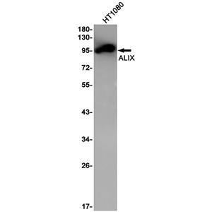 ALIX兔单抗,ALIX Rabbit Monoclonal Antibody