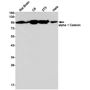 CTNNA1兔单抗,CTNNA1 Rabbit Monoclonal Antibody