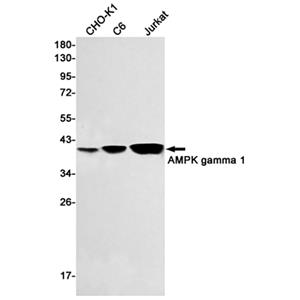 AMPK gamma 1兔单抗,AMPK gamma 1 Rabbit Monoclonal Antibody