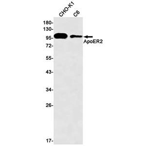 ApoER2兔单抗,ApoER2 Rabbit Monoclonal Antibody