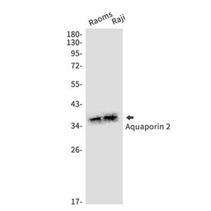 Aquaporin 2兔单抗,Aquaporin 2 Rabbit Monoclonal Antibody