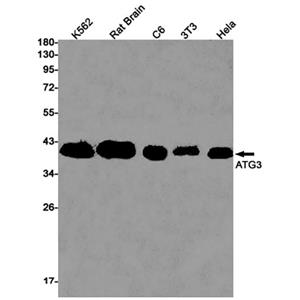ATG3 Rabbit Monoclonal Antibody | 兔单抗 | EnkiLife恩玑生命
