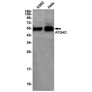 ATG4C兔单抗,ATG4C Rabbit Monoclonal Antibody