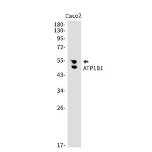 ATP1B1兔单抗,ATP1B1 Rabbit Monoclonal Antibody