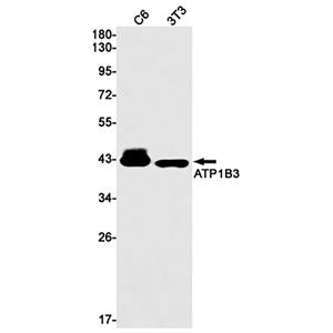 ATP1B3兔单抗,ATP1B3 Rabbit Monoclonal Antibody