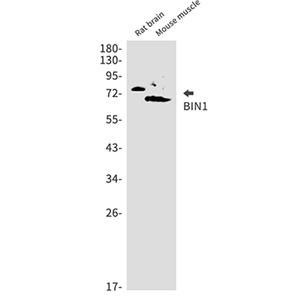 BIN1兔单抗,BIN1 Rabbit Monoclonal Antibody