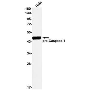 Caspase 1兔单抗,Caspase 1 Rabbit Monoclonal Antibody