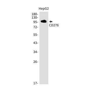 CD276兔单抗,CD276 Rabbit Monoclonal Antibody