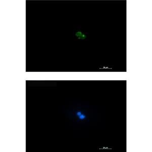 CD7兔单抗,CD7 Rabbit Monoclonal Antibody
