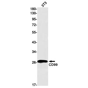 CD99兔单抗,CD99 Rabbit Monoclonal Antibody