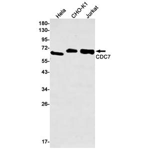 CDC7兔单抗,CDC7 Rabbit Monoclonal Antibody