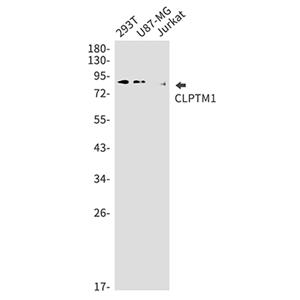 CLPTM1兔单抗,CLPTM1 Rabbit Monoclonal Antibody