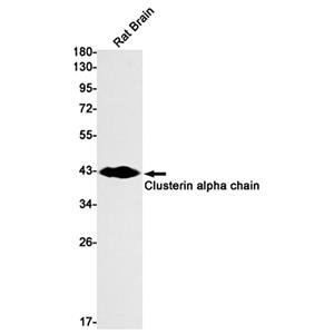Clusterin alpha Chain Rabbit Monoclonal Antibody | 兔单抗 | EnkiLife恩玑生命