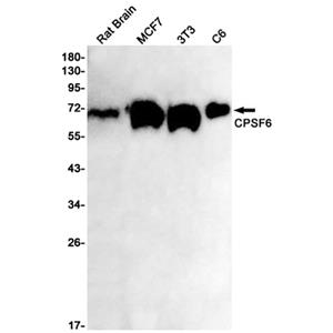 CPSF6兔单抗,CPSF6 Rabbit Monoclonal Antibody