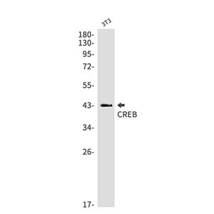 CREB兔单抗,CREB Rabbit Monoclonal Antibody