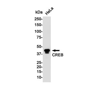 CREB兔单抗,CREB Rabbit Monoclonal Antibody