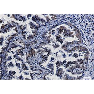 CREB兔单抗,CREB Rabbit Monoclonal Antibody