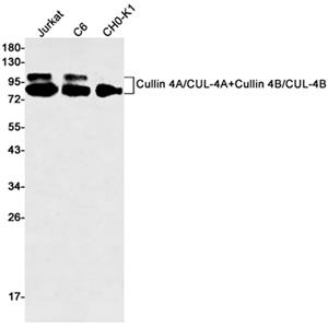 Cullin 4A/4B兔单抗,Cullin 4A/4B Rabbit Monoclonal Antibody