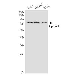 Cyclin T1兔单抗,Cyclin T1 Rabbit Monoclonal Antibody