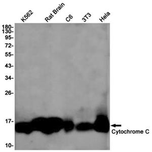 Cytochrome C兔单抗,Cytochrome C Rabbit Monoclonal Antibody