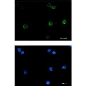 Cytochrome C兔单抗,Cytochrome C Rabbit Monoclonal Antibody