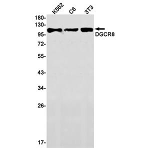 DGCR8兔单抗,DGCR8 Rabbit Monoclonal Antibody