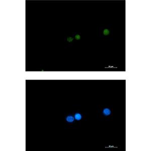 DGCR8兔单抗,DGCR8 Rabbit Monoclonal Antibody