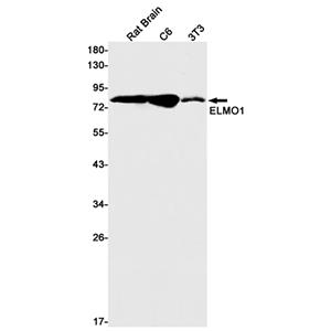 ELMO1兔单抗,ELMO1 Rabbit Monoclonal Antibody