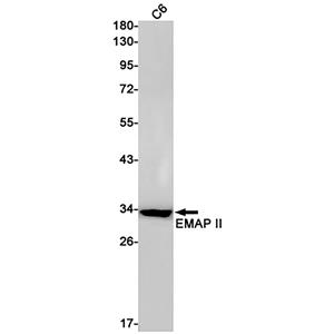 EMAP II兔单抗,EMAP II Rabbit Monoclonal Antibody