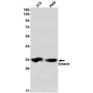 Emerin兔单抗,Emerin Rabbit Monoclonal Antibody
