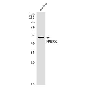 FKBP52兔单抗,FKBP52 Rabbit Monoclonal Antibody