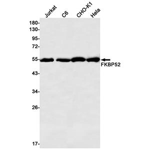 FKBP52兔单抗,FKBP52 Rabbit Monoclonal Antibody