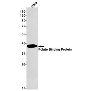 Folate Binding Protein兔单抗,Folate Binding Protein Rabbit Monoclonal Antibody