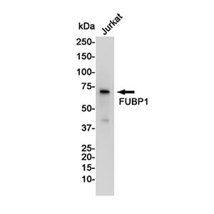 FUBP1兔单抗,FUBP1 Rabbit Monoclonal Antibody