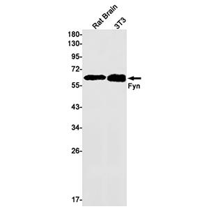 FYN兔单抗,FYN Rabbit Monoclonal Antibody
