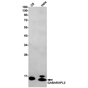 GABARAPL2兔单抗,GABARAPL2 Rabbit Monoclonal Antibody