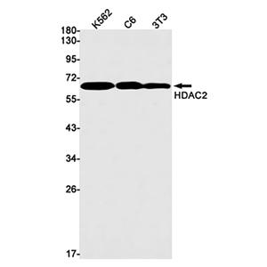 HDAC2兔单抗,HDAC2 Rabbit Monoclonal Antibody