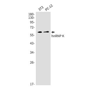 hnRNP K兔单抗,hnRNP K Rabbit Monoclonal Antibody